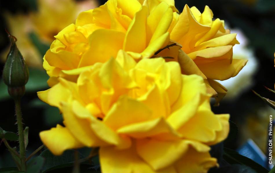 ©SUNFLOR - Primavera